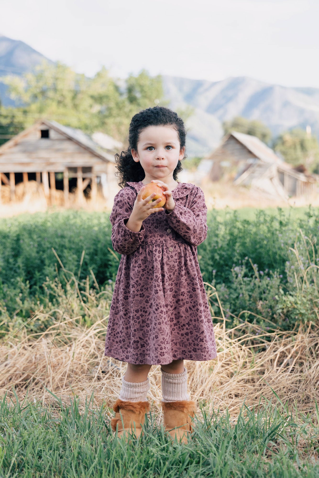 City Mouse Frill Collar Dress- Plum Birds