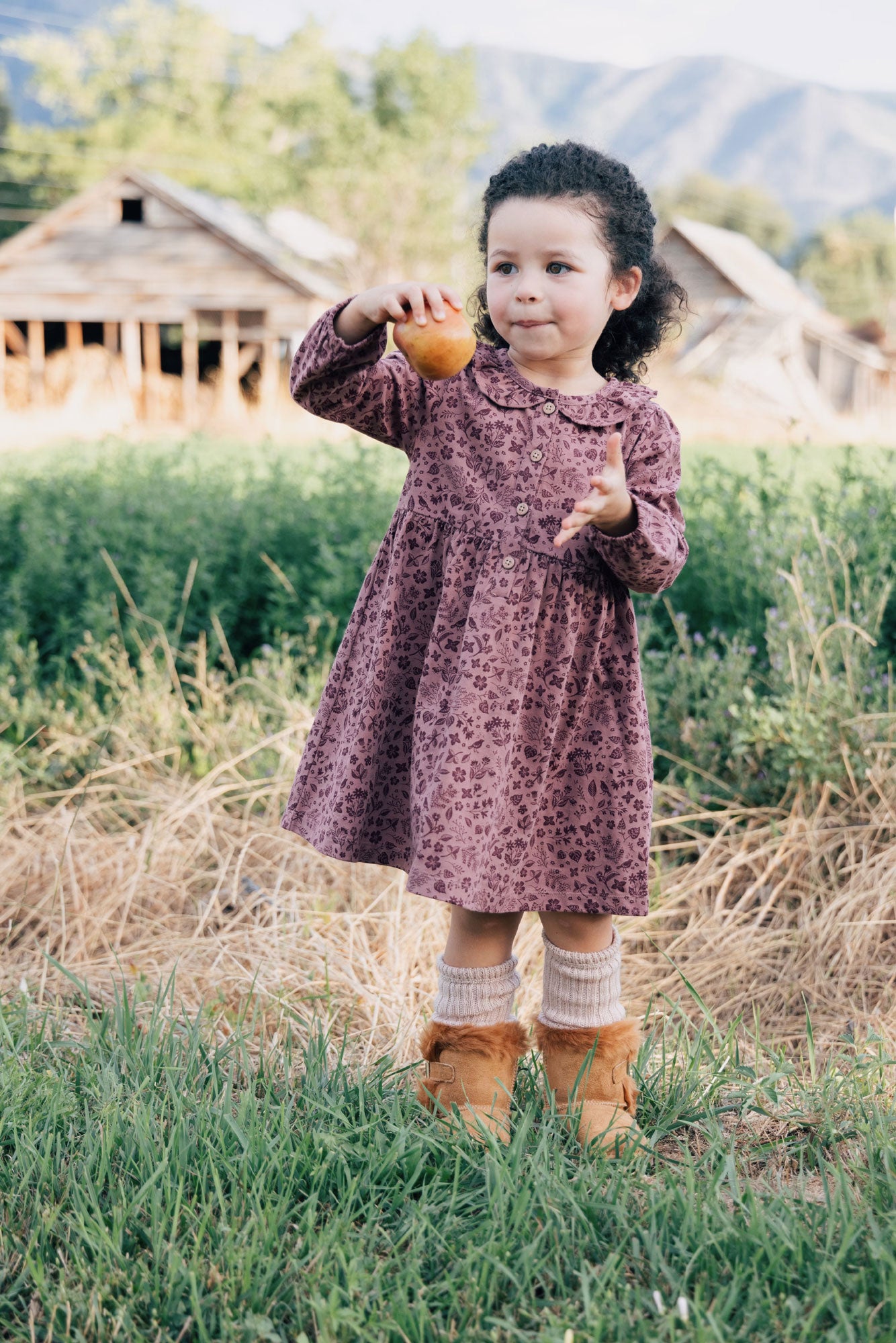 City Mouse Frill Collar Dress- Plum Birds